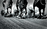 Horses And Soil